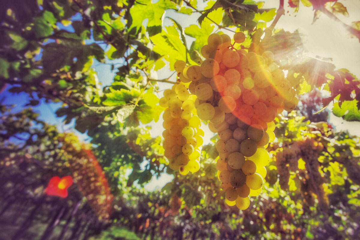 vendemmia2